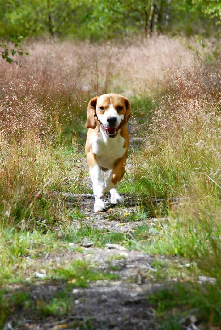 Beagle Brigade general Sofus  - Kommer nu...Hvis du har noget der kan spises?! billede 16