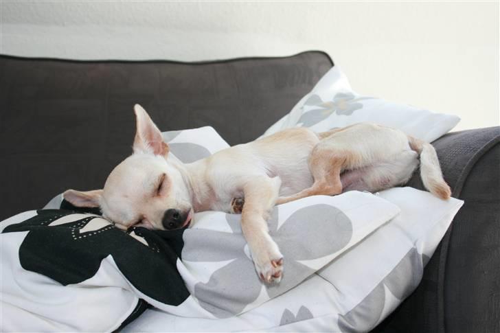 Chihuahua Milou - Her er Milou gået død og ligger og drømmer.. :D billede 7