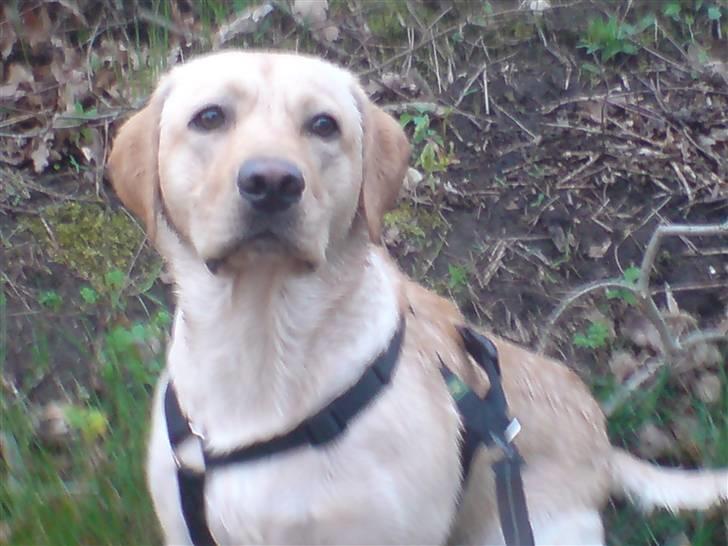 Labrador retriever Woody - Dejlige Woody. billede 1