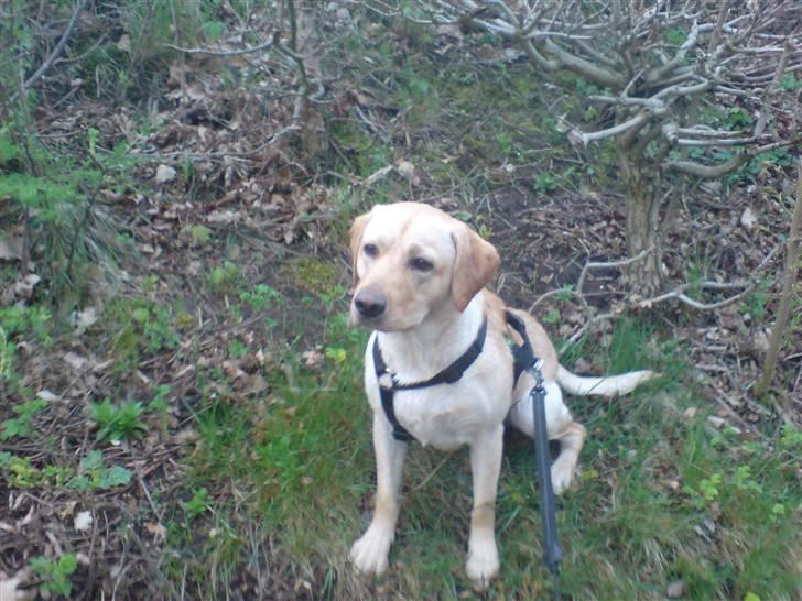 Labrador retriever Woody billede 2