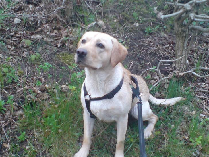 Labrador retriever Woody billede 3