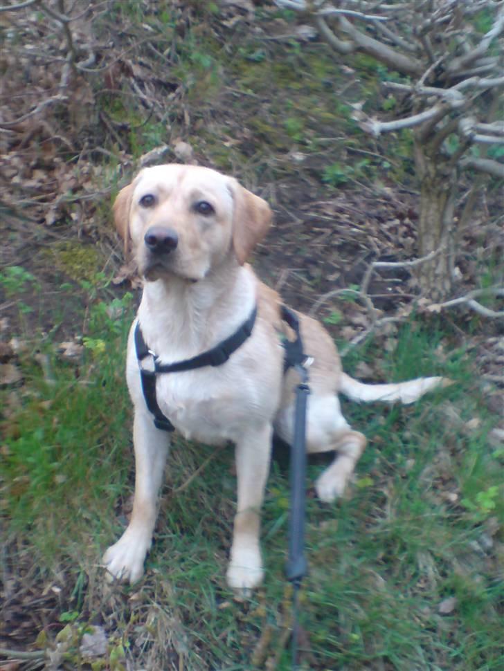Labrador retriever Woody - Hvor lang tid skal jeg sidde her?? billede 4