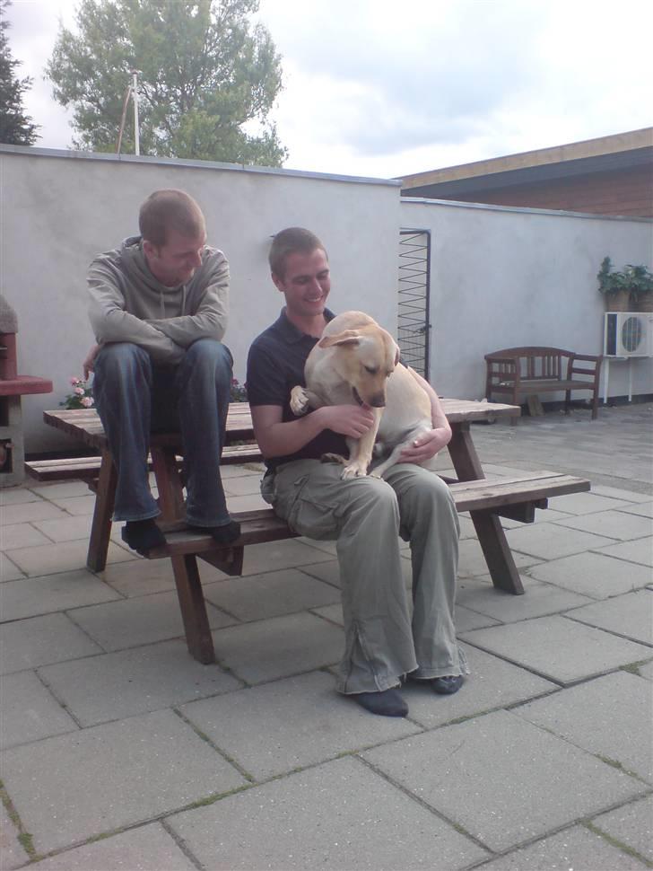 Labrador retriever Woody - Her sidder han lige på skødet af storebror Thomas og Kasper kigger med. billede 5