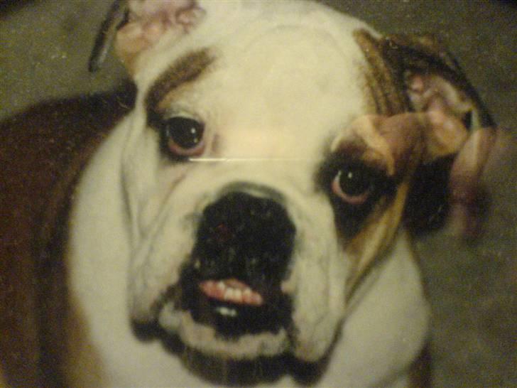 Engelsk bulldog Mojo *RIP* billede 18