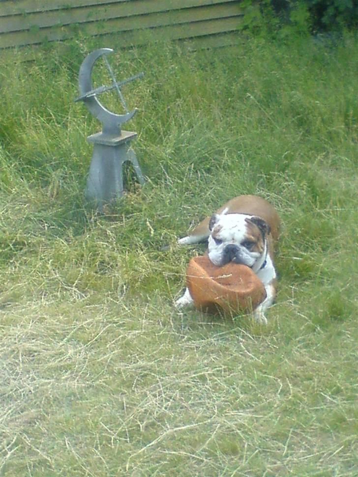Engelsk bulldog Mojo *RIP* billede 19