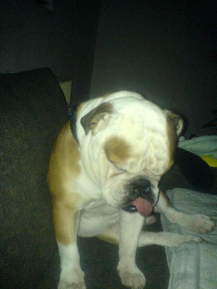 Engelsk bulldog Mojo *RIP* billede 20