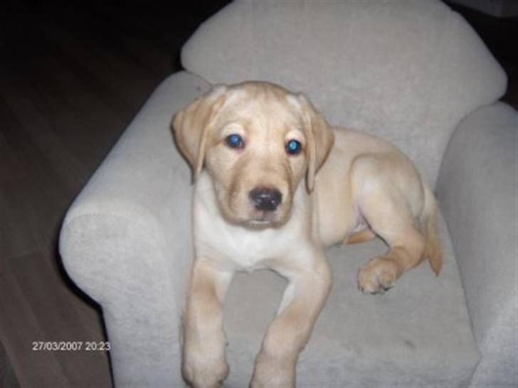 Labrador retriever Woody - Woody som hvalp, en dejlig vaps. billede 6