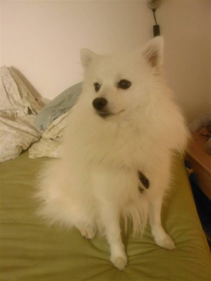 Japansk spids Mokway *R.I.P* billede 1