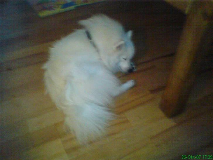 Japansk spids Mokway *R.I.P* billede 4