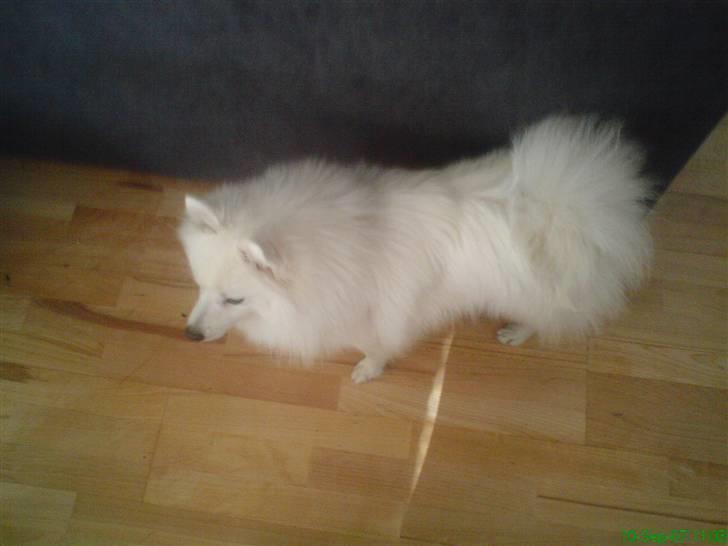 Japansk spids Mokway *R.I.P* billede 5