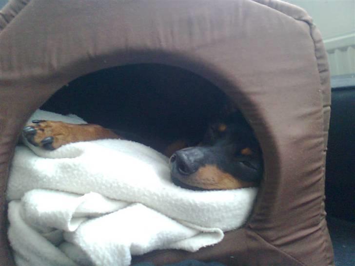 Dvaergpinscher Diva - Diva elsker sin hule hun har fået af farmand billede 4