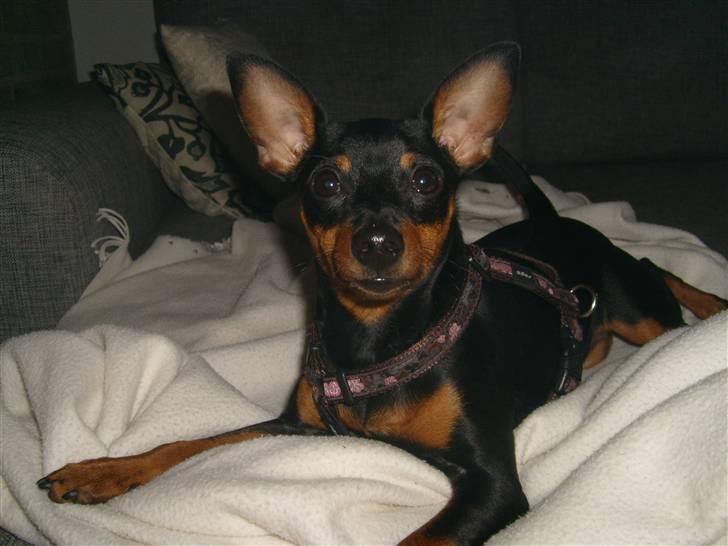 Dvaergpinscher Diva - Diva 6 mdr. Slænger sig i sin sofa :) billede 5