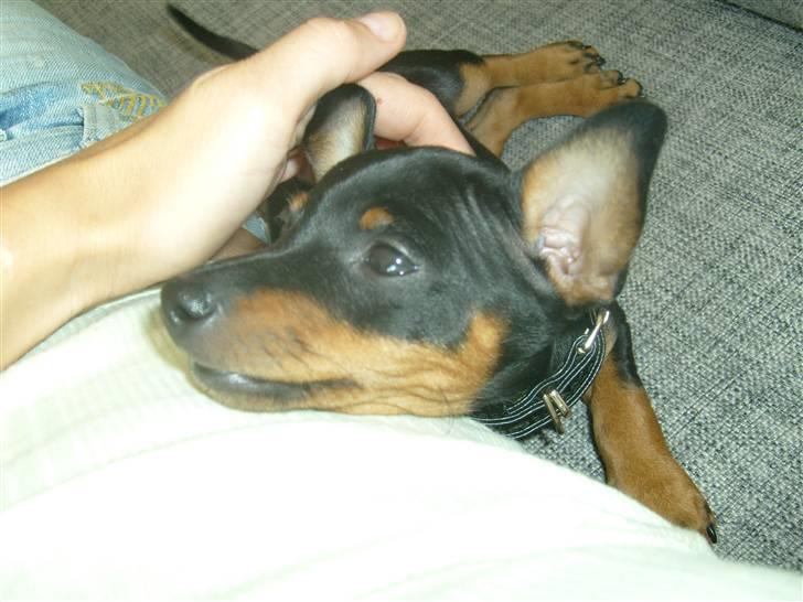 Dvaergpinscher Diva - Diva 9 uger billede 6