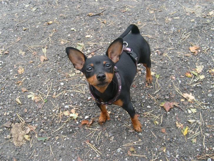 Dvaergpinscher Diva - Diva 18 uger billede 7