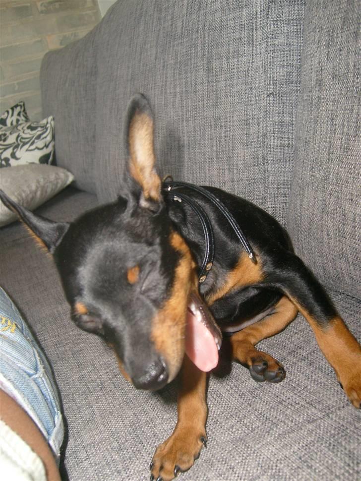 Dvaergpinscher Diva - Er du træt smukke? ) (9 uger) billede 8