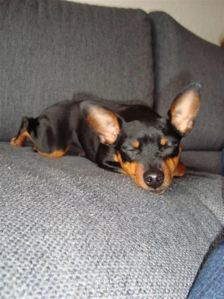 Dvaergpinscher Diva - Dejlige Diva træt efter leg med Comso og Bølle :) billede 9