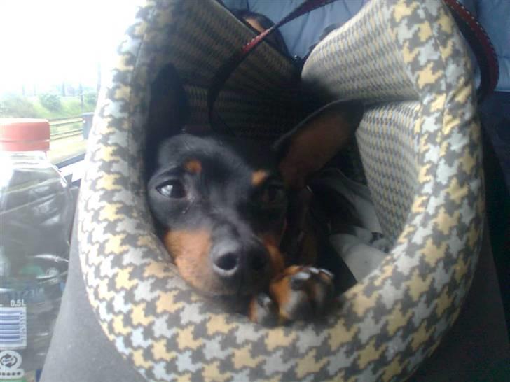 Dvaergpinscher Diva - Diva på vej til København billede 10