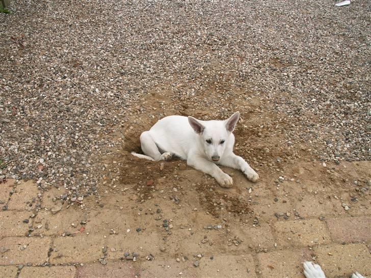 Hvid schæfer Bibi - fredag d. 11. juli 2008 - har næsten selv gravet hullet billede 15