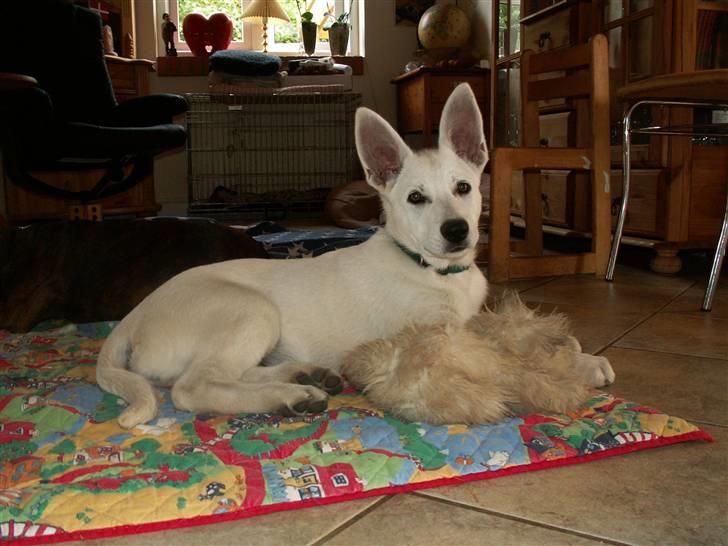 Hvid schæfer Bibi - nogen siger jeg ligner en chi hua hua..hmmm..... billede 16