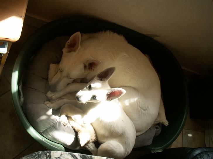 Hvid schæfer Bibi - putter med mor i solskinnet billede 17