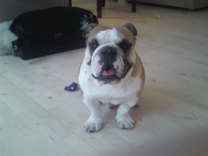 Engelsk bulldog J.J Kaldt Pølle. billede 18