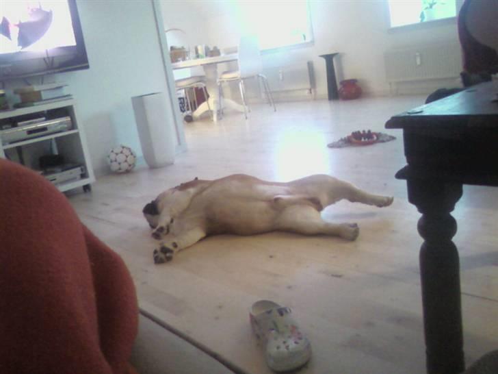 Engelsk bulldog J.J Kaldt Pølle. billede 19