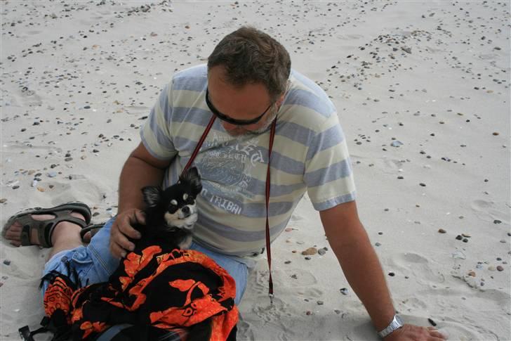 Chihuahua Chilli - Sidder og putter ved min far ved vesterhavet billede 5