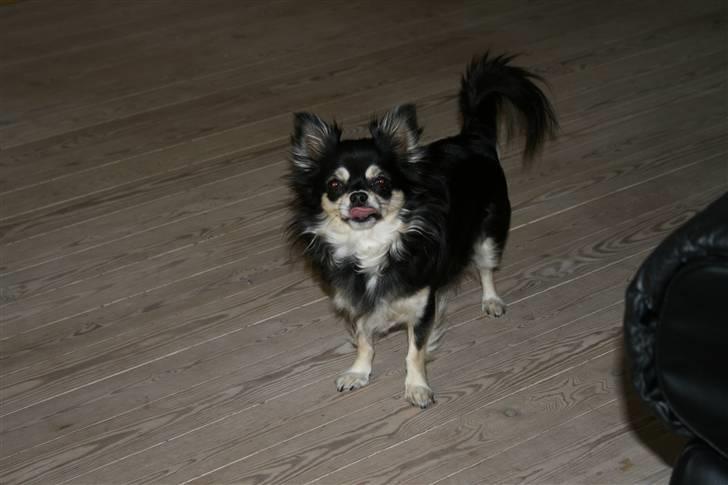 Chihuahua Chilli - uhm...skal vi ha´noget lækkert mor, mine tænder løber i vand billede 6