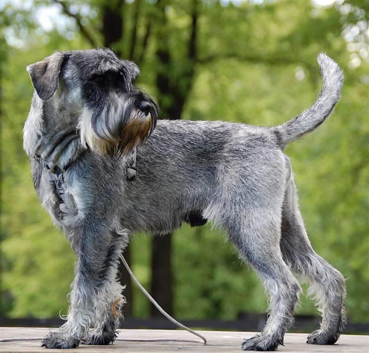 Mellemschnauzer Spinoza - Den beste hund i verden billede 1