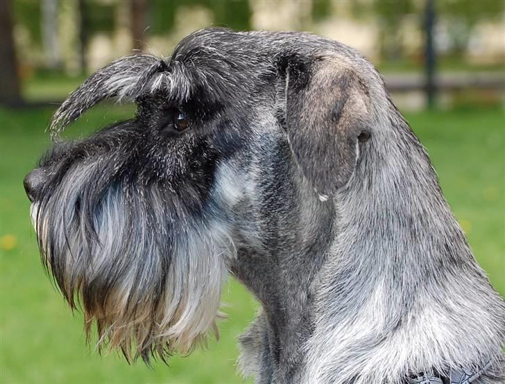 Mellemschnauzer Spinoza - Hva skuer mitt øye, damer???? billede 3