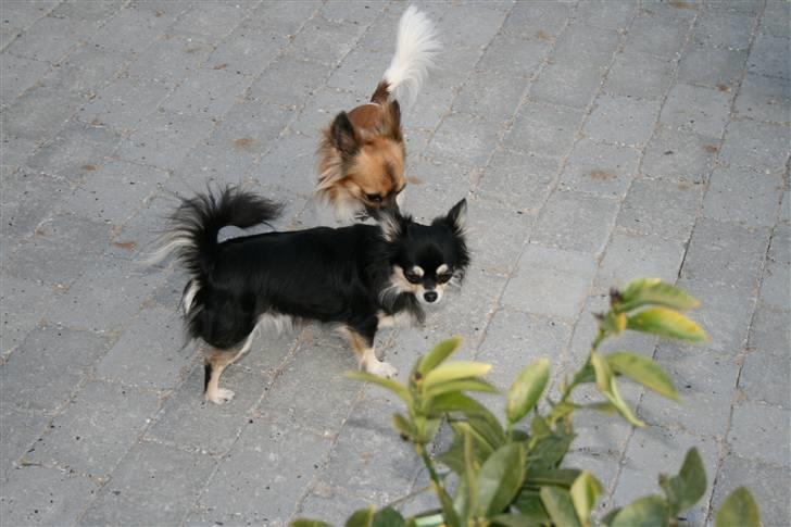 Chihuahua Chilli - her er jeg så hos min kæreste, som jeg har fået hvalpe med :o) billede 7