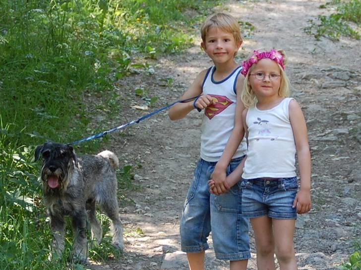 Mellemschnauzer Spinoza - Mine børnebørn på rebusløp i hundeklubben. 3 plass billede 5