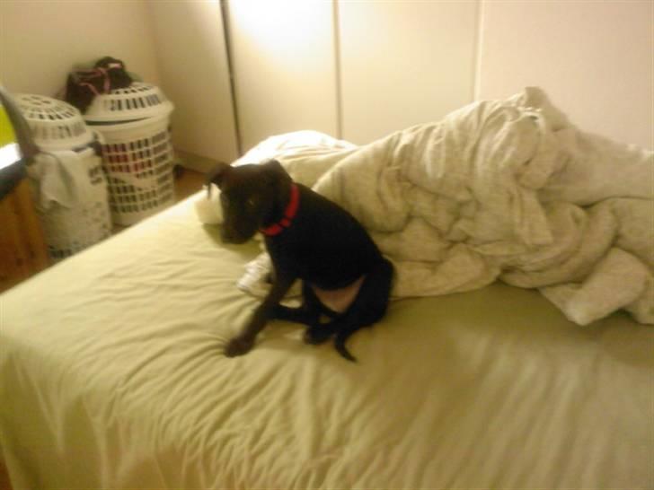 Blanding af racer Kasmir billede 1