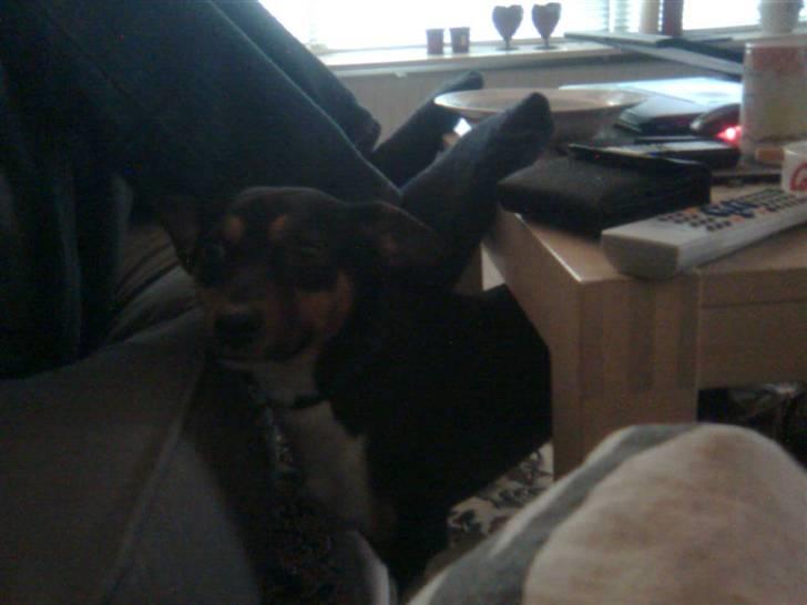 Blanding af racer Emil billede 12