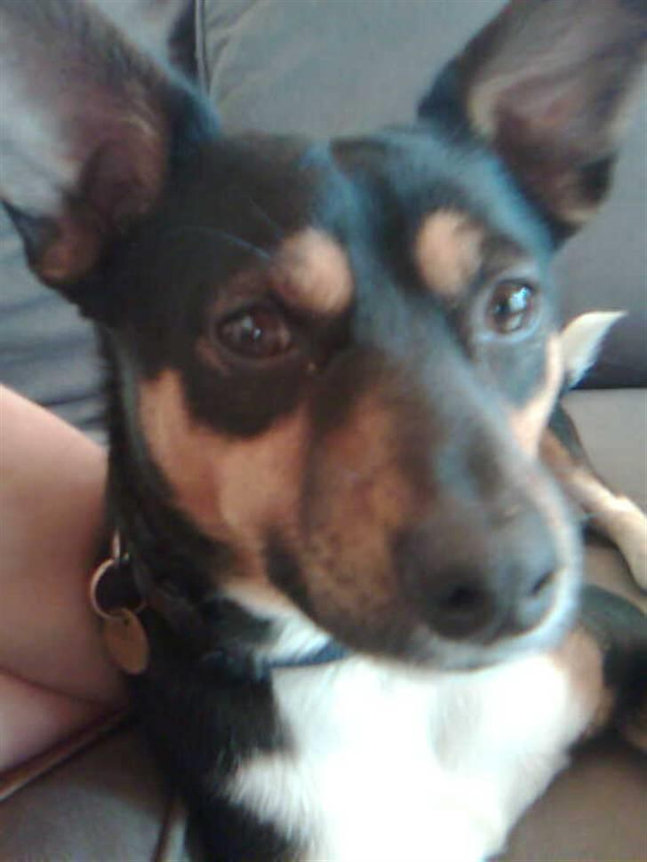 Blanding af racer Emil billede 13