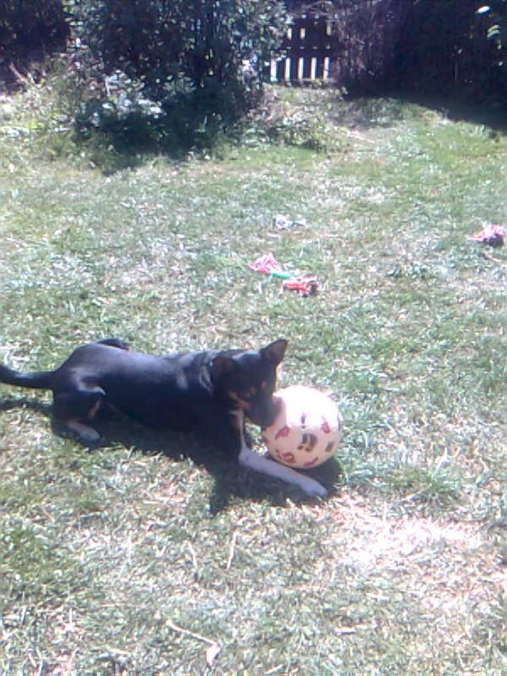 Blanding af racer Emil billede 14