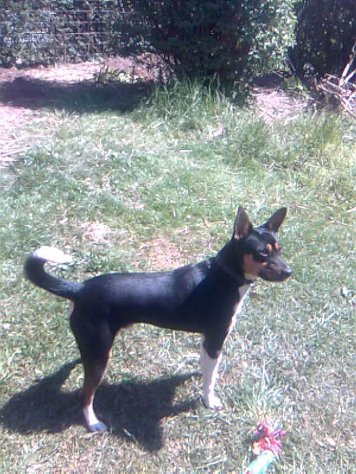 Blanding af racer Emil billede 15