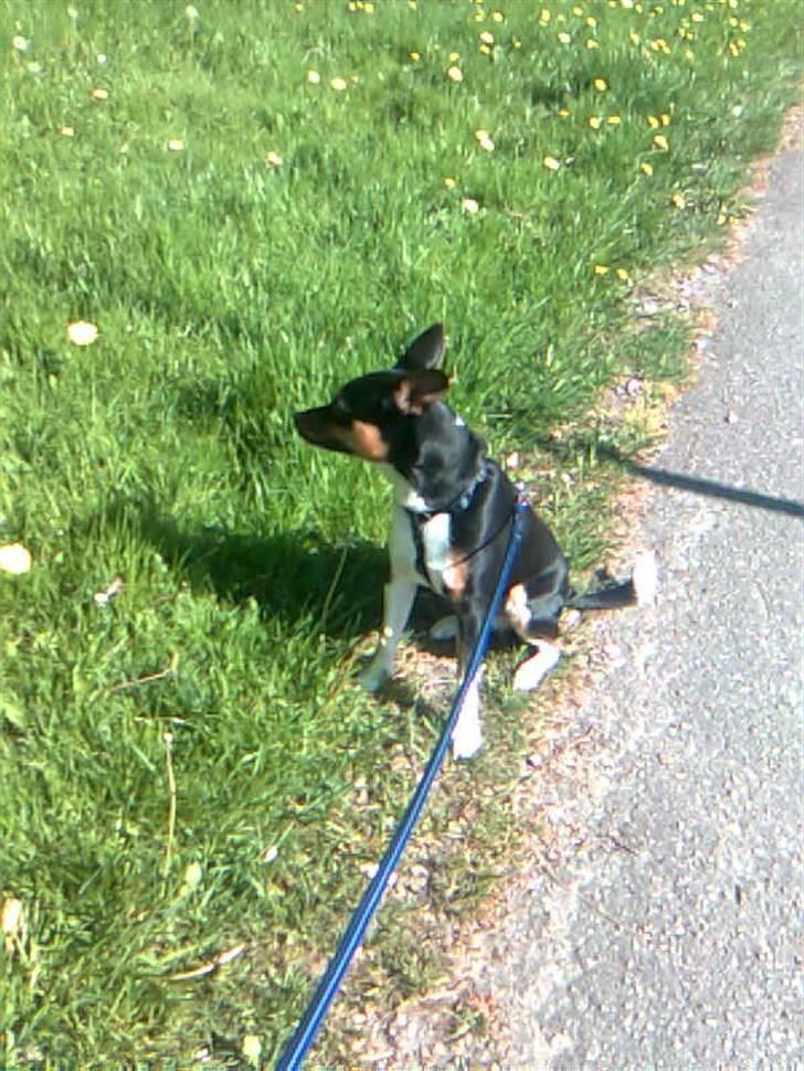 Blanding af racer Emil billede 16