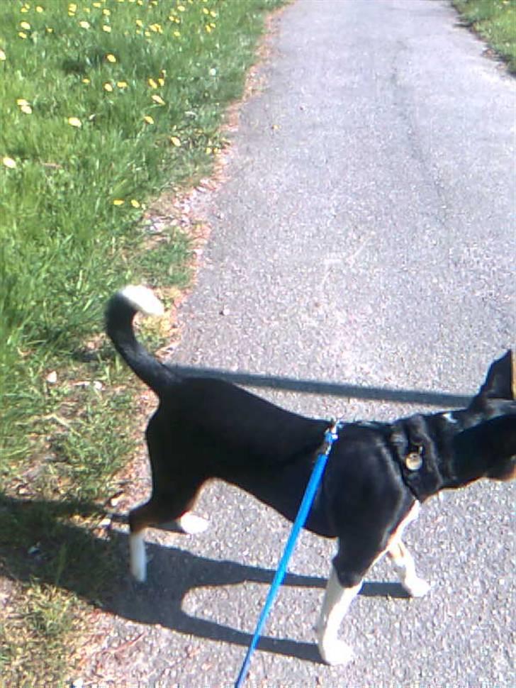 Blanding af racer Emil billede 17