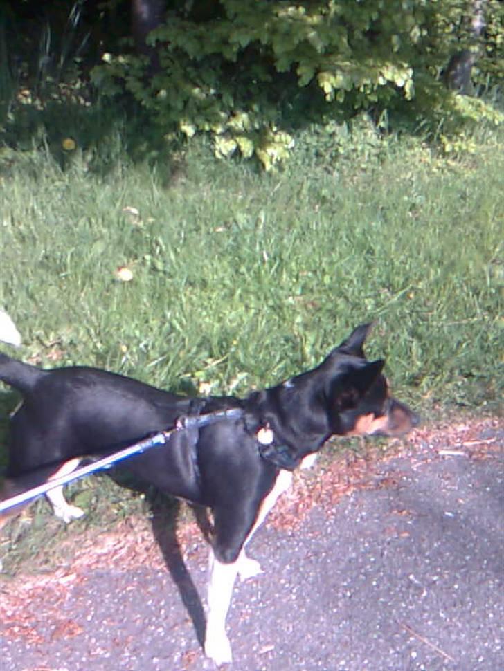 Blanding af racer Emil billede 18