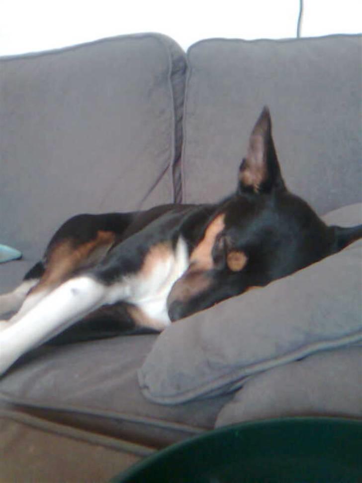 Blanding af racer Emil billede 19