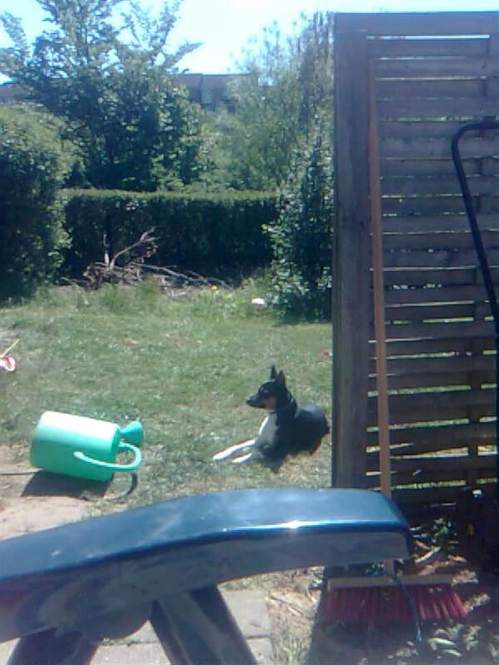 Blanding af racer Emil billede 20