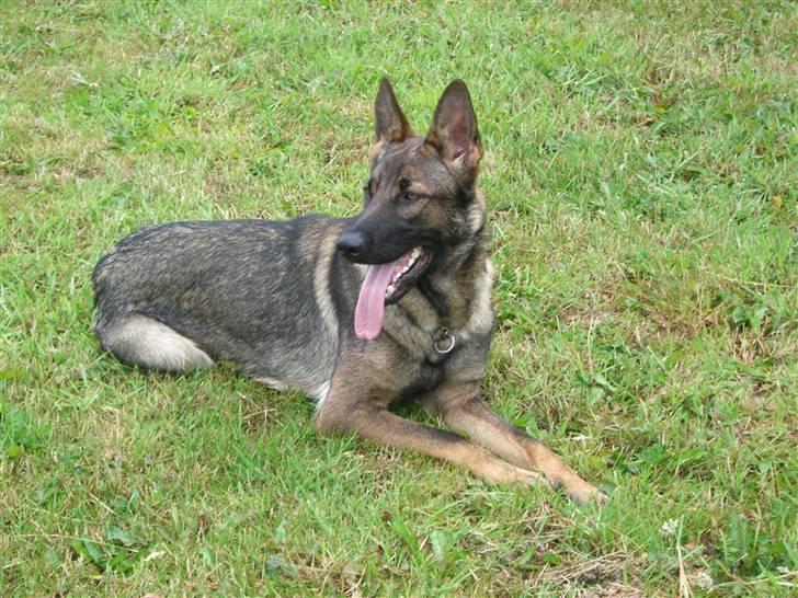 Schæferhund Fenzi billede 14