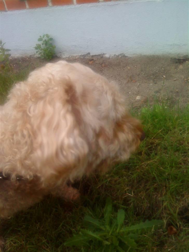 Dværgpuddel Silke <3 |Død12/08-08| - S I L K E < 3 billede 2