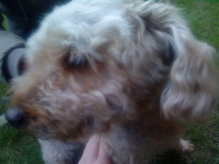 Dværgpuddel Silke <3 |Død12/08-08| - S I L K E < 3 billede 3