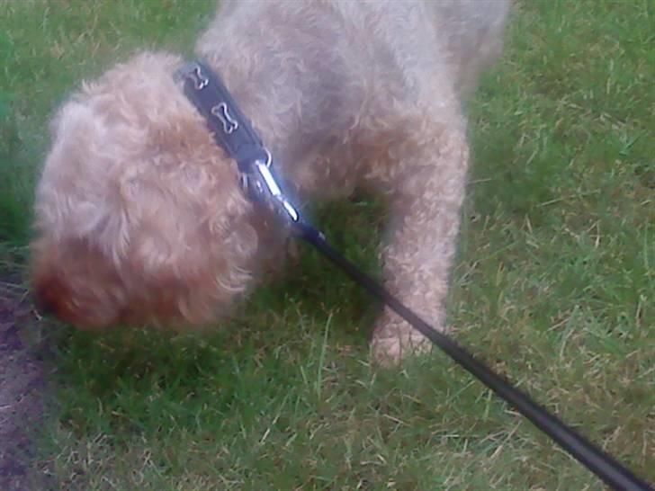 Dværgpuddel Silke <3 |Død12/08-08| - S I L K E < 3 billede 4