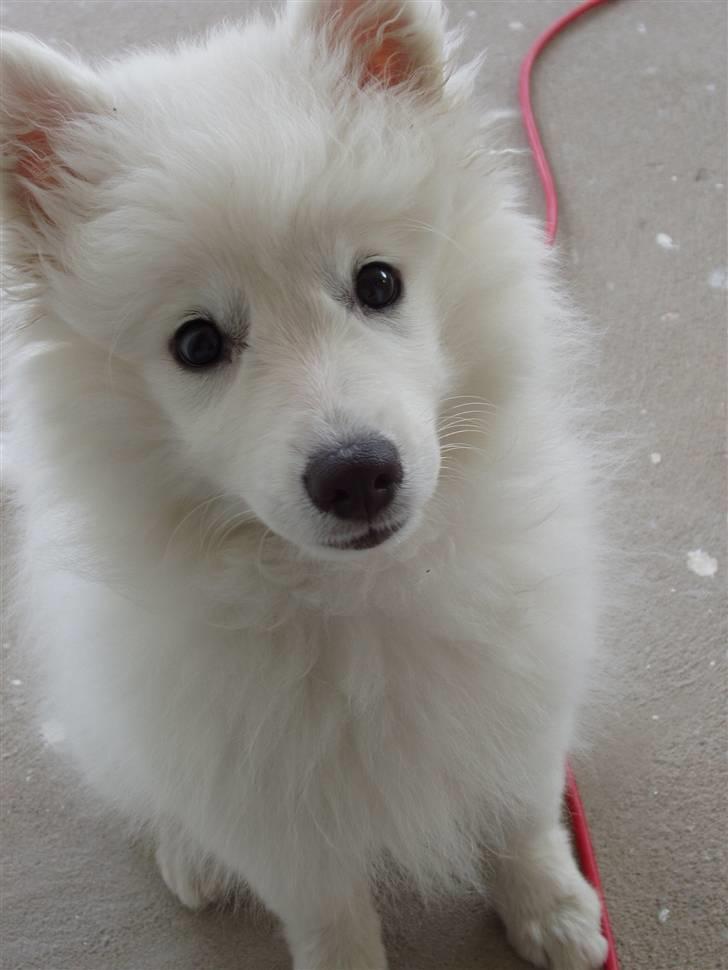 Japansk spids Dut billede 10