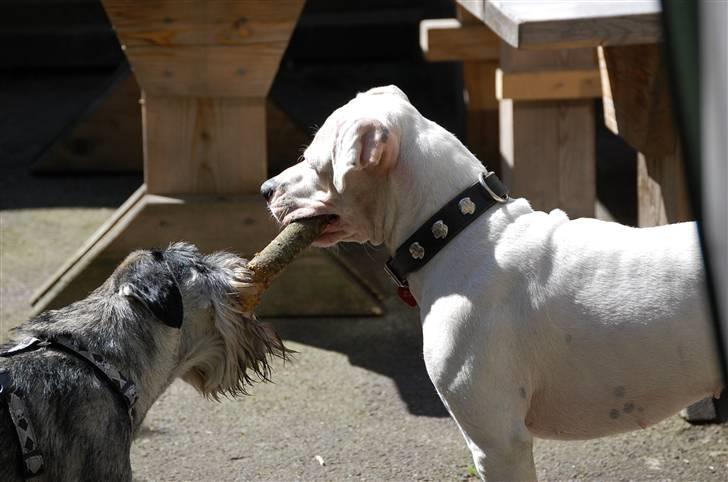 Mellemschnauzer Spinoza - Gi meg pinnen for fanden... billede 8