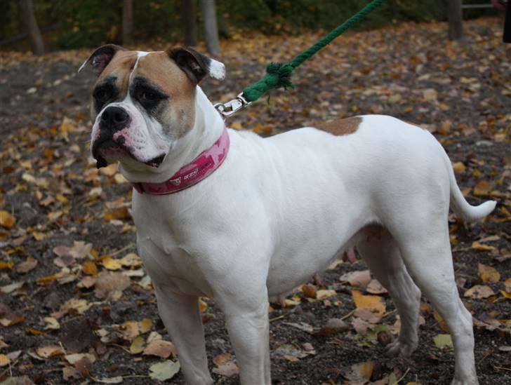 Amerikansk bulldog østergaard Simon aka Nala billede 1