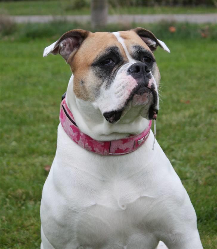 Amerikansk bulldog østergaard Simon aka Nala billede 2